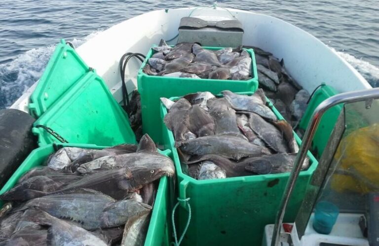 Uummannaq Faces Massive Fish Discards Uummannaq Faces Massive Fish Discards